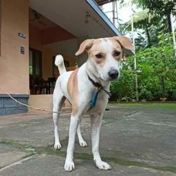 Donations fund animal care at PAW