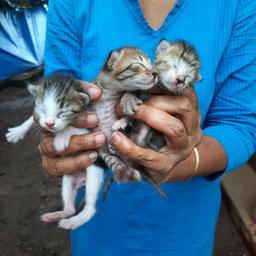 Volunteers helping at PAW Kannur