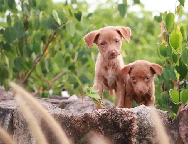 PAW Kannur campaign animals
