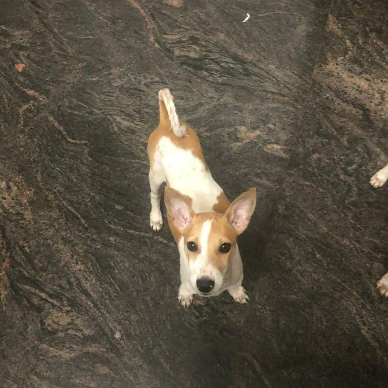 PAW Kannur shelter