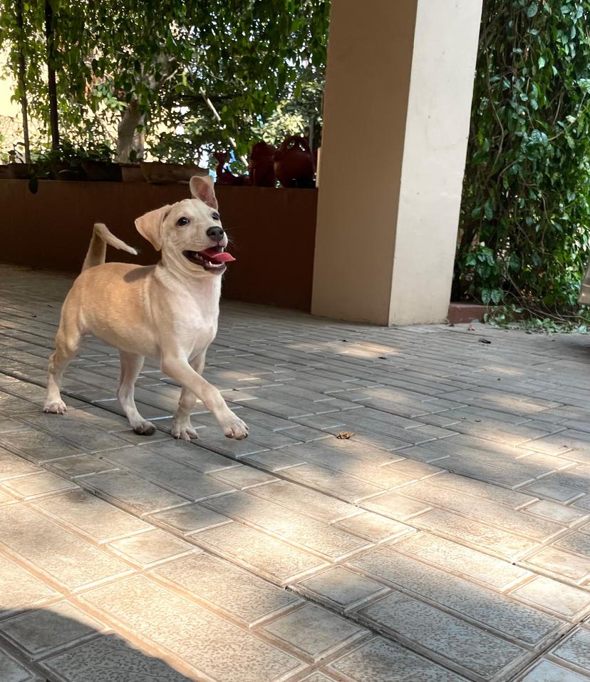 Adoptable